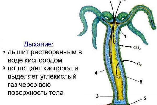 Браузер кракен vtor run